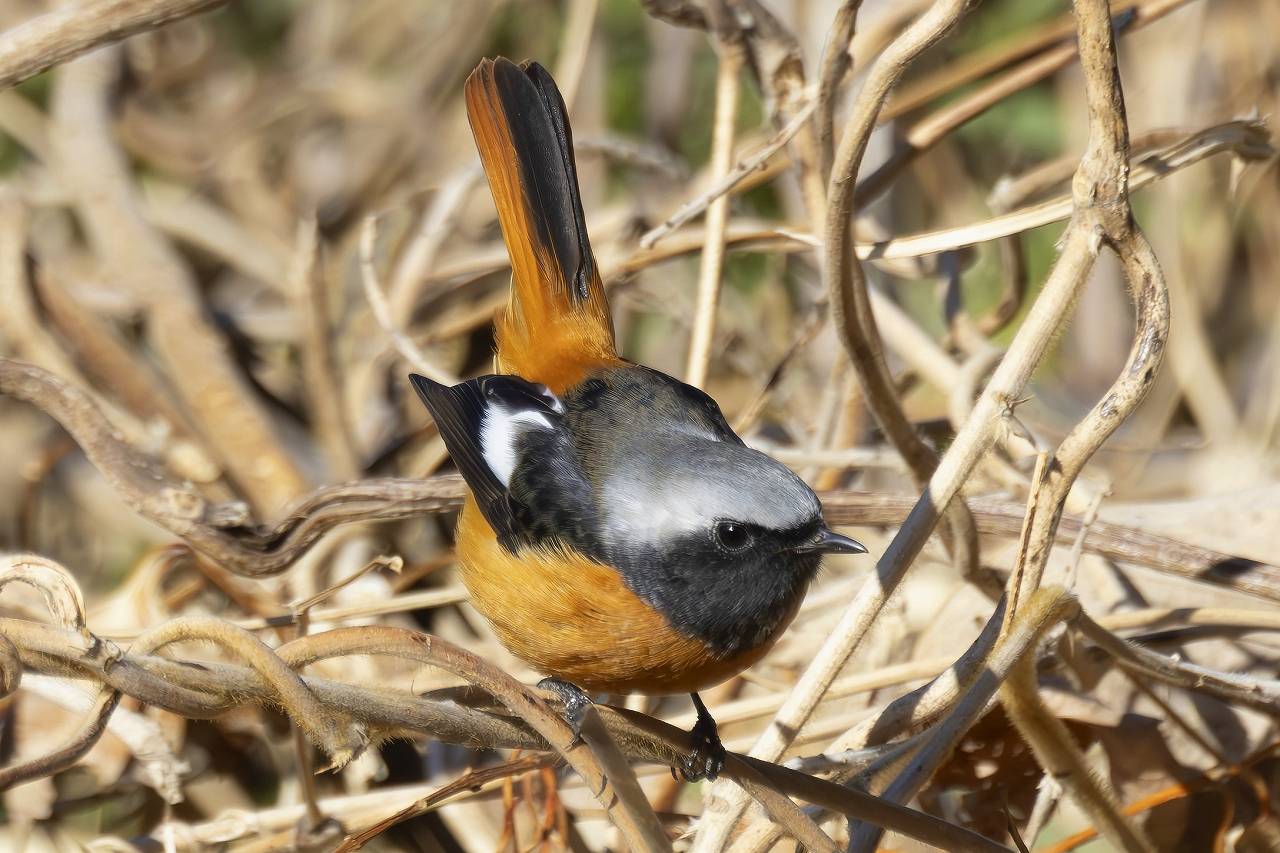 黄鴬晛睆】（うぐいすなく）|｜ブログ|長浜公園公式サイト｜公益財団